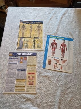 General Anatomy and Physiology Study Charts - Set of 3
